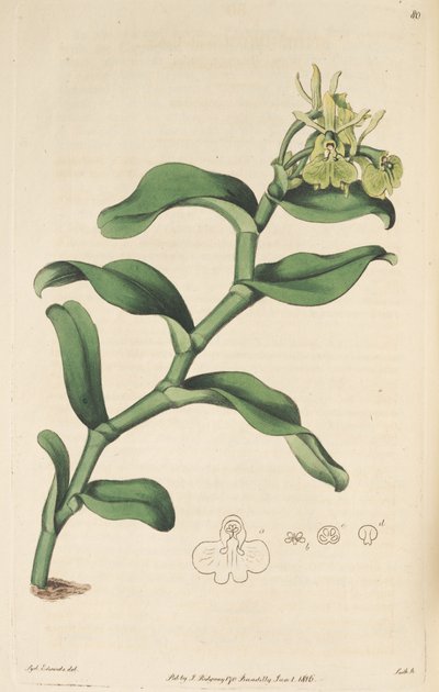 Illustration von Epidendrum umbelliferum (als syn. Epidendrum umbellatum) von Sydenham Teast Edwards